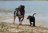 BEAUCERON - ADULTS and PUPPIES 040